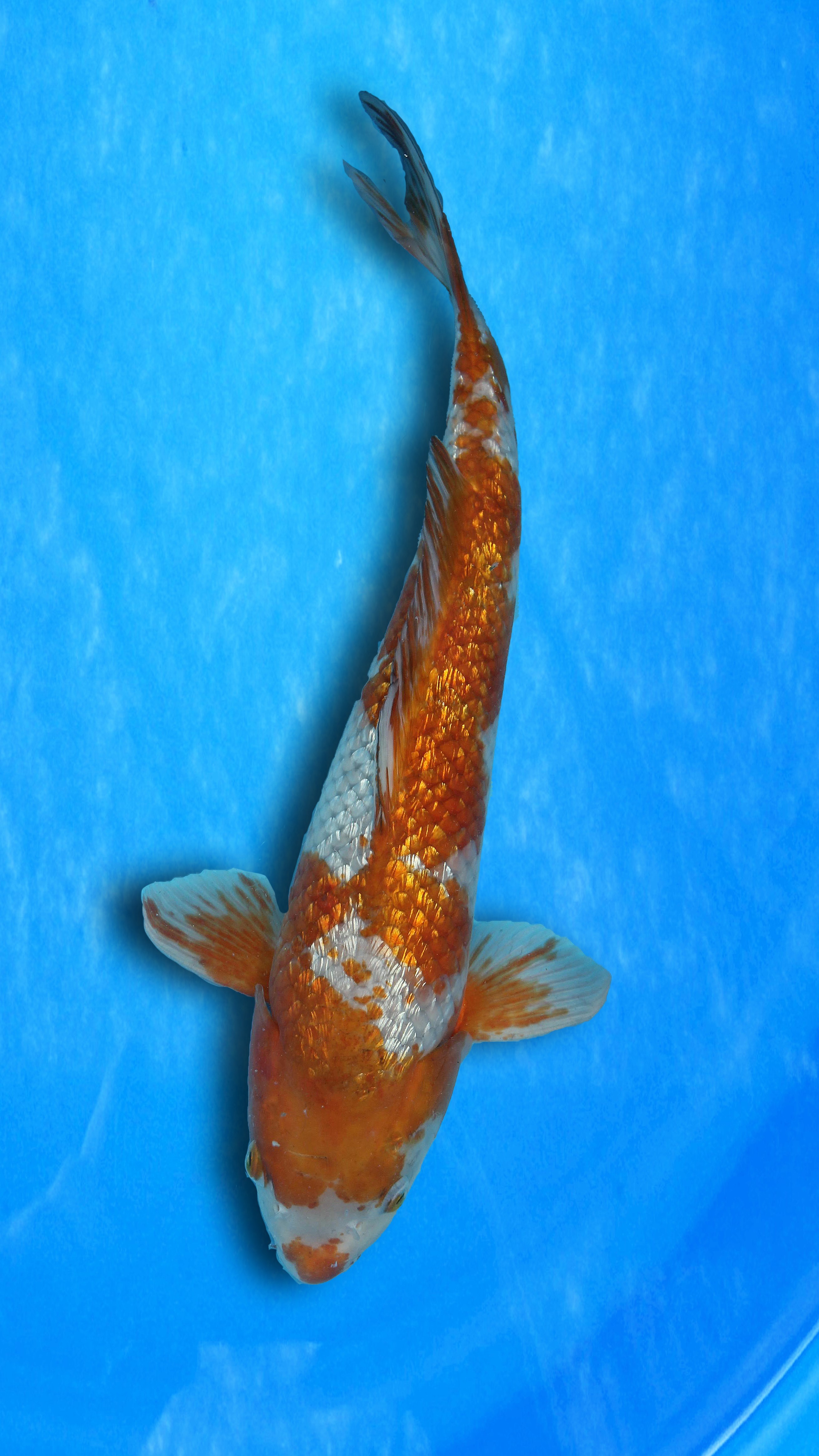 Ginrin Ochiba Shigure